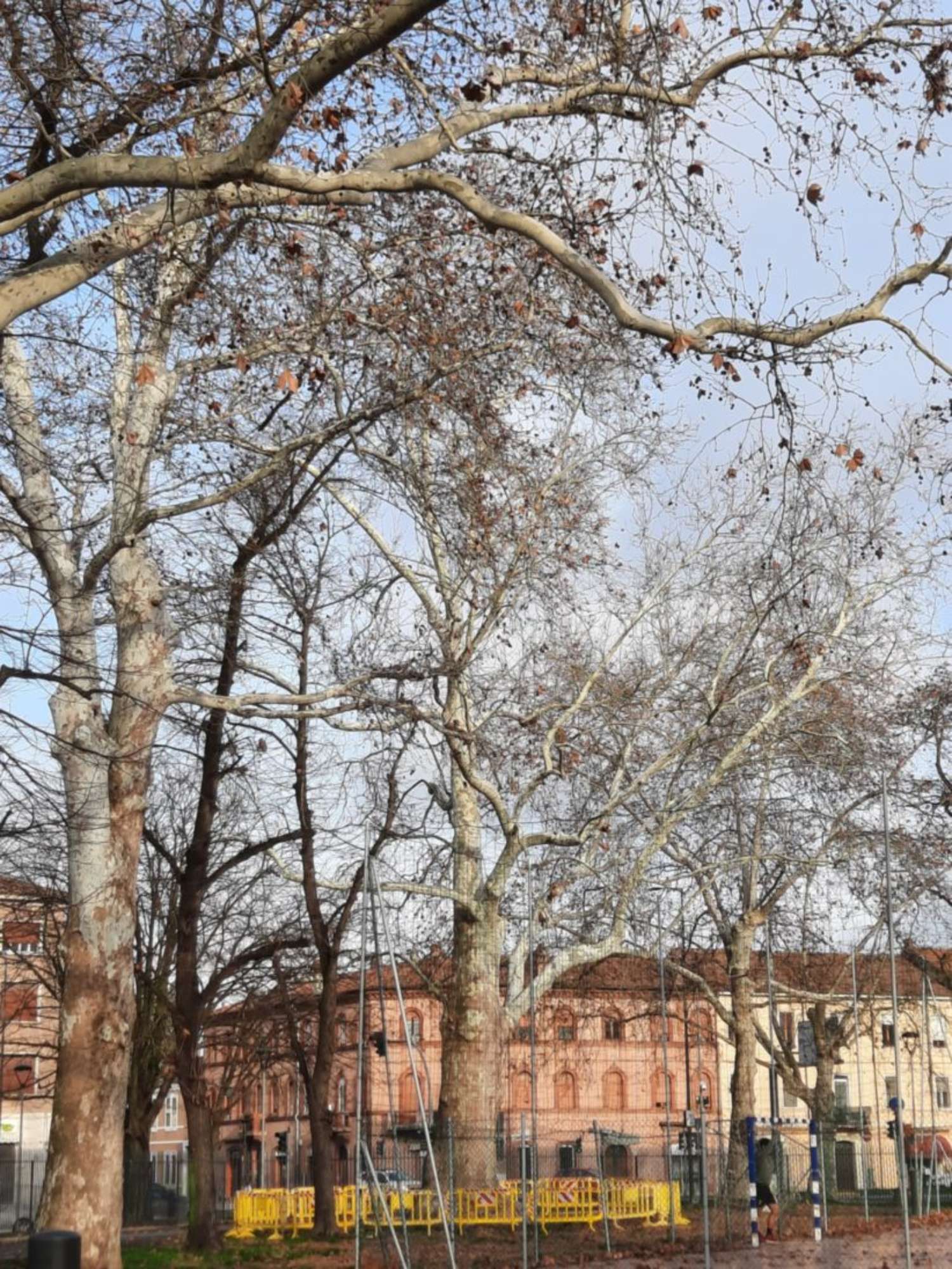 Platano comune_Ferrara_20240211_154736